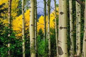 Aspen Grove In Autumn #109370