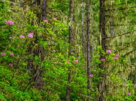 Trees 1 #109379 Trees 1 #109379