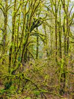 Trees 5 #109383 Trees 5 #109383