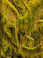 Trees 6 #109384 Trees 6 #109384