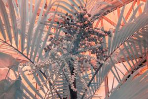 Infrared Conservatory One #110421 Infrared Conservatory One #110421