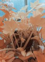 Infrared Conservatory Two #110422 Infrared Conservatory Two #110422