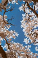 spring #110425 spring #110425