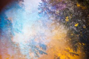 Forest #110443 Forest #110443