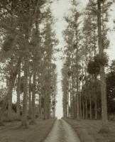 Loire Valley Trees #110502