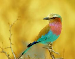 Lilac-Breasted Roller #110511 Lilac-Breasted Roller #110511
