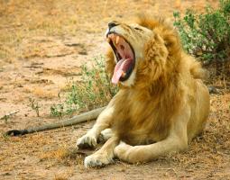 Africa Lion Yawn #110512 Africa Lion Yawn #110512