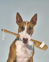 Spa Dog Brush #110514 Spa Dog Brush #110514