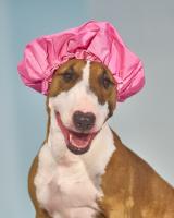Spa Dog Hat #110515 Spa Dog Hat #110515