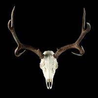Deer Skull #110517