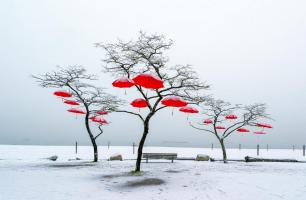Red Umbrellas #11801