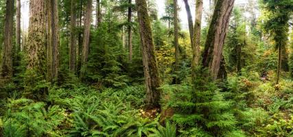 Woods V #11811 Woods V #11811