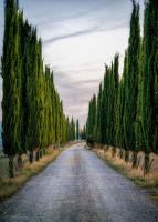 Cypresses #11812 Cypresses #11812