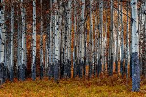 Birches #11815