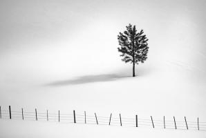 Tree And Fence Bw #11818