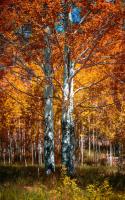 Autum #11819 Autum #11819