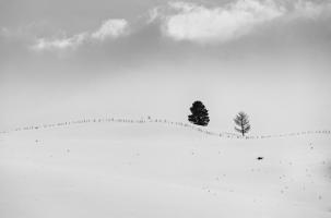 Lonely Trees #11823 Lonely Trees #11823