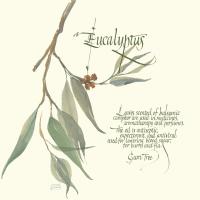 Eucalyptus #1445 Eucalyptus #1445