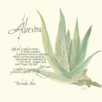 Aloe Vera #1446