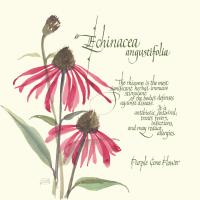 Echinacea #1448 Echinacea #1448