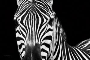 Zebra II Crop #16455