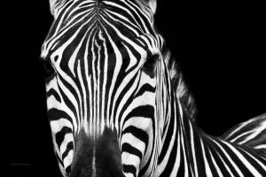 Zebra II Crop #16455 Zebra II Crop #16455