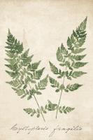 Vintage Ferns VII no Border Crop #16522-12x18 Vintage Ferns VII no Border Crop #16522-12x18