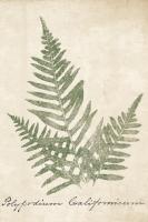 Vintage Ferns XI no Border Crop #18753-12x18 Vintage Ferns XI no Border Crop #18753-12x18