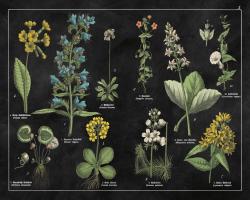 Botanical Floral Chart I Black and White #21975 Botanical Floral Chart I Black and White #21975