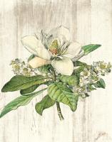 Magnolia de Printemps no Words #26875