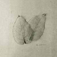 Pair of Skeleton Leaves #2856 Pair of Skeleton Leaves #2856