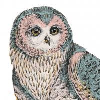 Beautiful Owls IV Pastel Crop #30198 Beautiful Owls IV Pastel Crop #30198