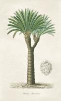 Palm Tree Cycas Crest #34544-9.25x15.25