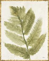 Forest Ferns I Antique #38518