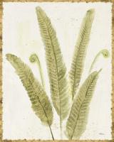 Forest Ferns II v2 Antique #38519