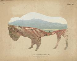 American Southwest Buffalo Distressed #38817 American Southwest Buffalo Distressed #38817