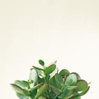 Succulent Simplicity III Neutral #41650 Succulent Simplicity III Neutral #41650