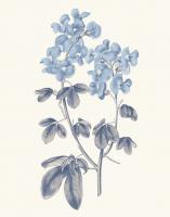 Blue Botanical III #42744