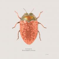 Adorning Coleoptera V Sq Camelia #42894