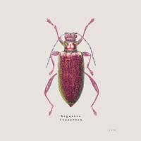 Adorning Coleoptera VI Sq Claret #42895