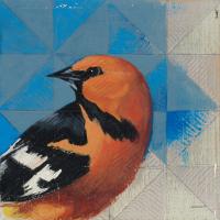 Oriole #43540 Oriole #43540