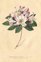Rhododendron Vintage #45389