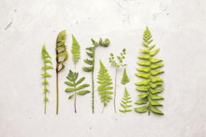 Flat Lay Ferns I #45704