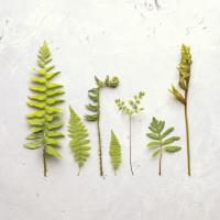 Flat Lay Ferns III #45706