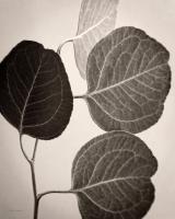 Eucalyptus Sepia #45745 Eucalyptus Sepia #45745