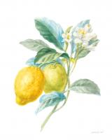 Floursack Lemon II on White #45788