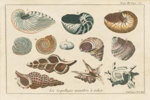 Shell Etchings I #45804