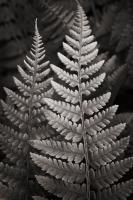 Lady Fern I #46085