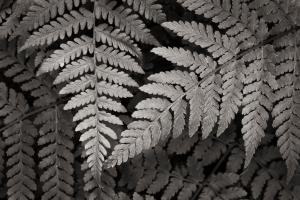 Lady Fern II #46086