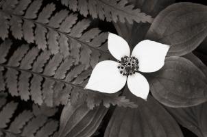 Bunchberry and Ferns II BW #46089